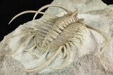 Spiny Boedaspis Trilobite - Museum Quality Specimen #237044-5